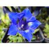 40617 2 horec bezlodyzny gentiana acaulis hort