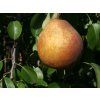 Hrušeň 'Bera Hardy'  Pyrus communis 'Bera Hardy'