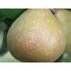 Hrušeň 'Bera Hardy'  Pyrus communis 'Bera Hardy'