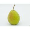 Hrušeň 'Bohemica'  Pyrus pyrifolia 'Bohemica'