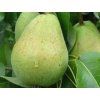 Hrušeň 'Bohemica'  Pyrus pyrifolia 'Bohemica'