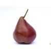 Hrušeň 'Dicolor'  Pyrus communis 'Dicolor'