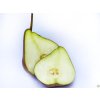 Hrušeň 'Dicolor'  Pyrus communis 'Dicolor'
