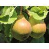 Hrušeň zakrslá 'Garden Pearl'  Pyrus communis 'Garden Pearl'