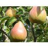 Hrušeň 'Komisowka'  Pyrus communis 'Komisowka'