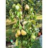 Hrušeň 'Condo' - k sloupovitému zapěstování  Pyrus communis 'Condo'