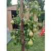 Hrušeň 'Condo' - k sloupovitému zapěstování  Pyrus communis 'Condo'