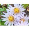 Hvězdnice 'Stardust' - Aster ageratoides 'Stardust'  Aster ageratoides 'Stardust'