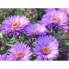 new england aster aster novae angliae purple dome 5 10 pot p9 (2)