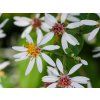 Hvězdnice rozkladitá - Aster divaricatus  Aster divaricatus