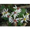 Hvězdnice rozkladitá - Aster divaricatus  Aster divaricatus