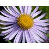 Hvězdnice tongolská 'Wartburgstern' - Aster tongolensis 'Wartburgstern'  Aster tongolensis 'Wartburgstern'