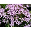Dianthus arpadianus v. pumilus D160 01 1