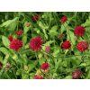 Chrastavec makedonský 'Red Knight' - Knautia macedonica 'Red Knight'  Knautia macedonica 'Red Knight'
