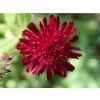 Chrastavec makedonský 'Red Knight' - Knautia macedonica 'Red Knight'  Knautia macedonica 'Red Knight'