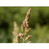 Chrastice rákosovitá - Phalaris arundinacea  Phalaris arundinacea