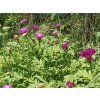 Chrpa bělavá 'Steenbergii' - Centaurea dealbata 'Steenbergii'  Centaurea dealbata 'Steenbergii'