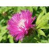 Chrpa bělavá 'Steenbergii' - Centaurea dealbata 'Steenbergii'  Centaurea dealbata 'Steenbergii'
