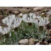 Chrpa pindicola - Centaurea pindicola  Centaurea pindicola