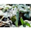 Chrpa pindicola - Centaurea pindicola  Centaurea pindicola
