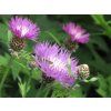Chrpa pulcherrima - Centaurea pulcherrima  Centaurea pulcherrima