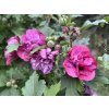 42036 3 ibisek syrsky duc de brabant