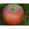 Jabloň 'Čistecké Lahůdkové'  Malus domestica 'Čistecké lahůdkové'
