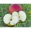 Jabloň 'Aneta'  Malus domestica 'Aneta'