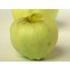 Jabloň 'Antonovka'  Malus domestica 'Antonovka'