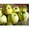 Jabloň 'Antonovka'  Malus domestica 'Antonovka'