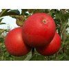 Jabloň 'Bohemia'  Malus domestica 'Bohemia'