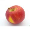 Jabloň 'Bohemia'  Malus domestica 'Bohemia'