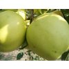 Jabloň 'Denár'  Malus domestica 'Denár'
