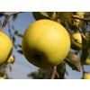 Jabloň 'Denár'  Malus domestica 'Denár'