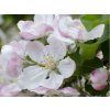 Jabloň 'Elstar'  Malus domestica 'Elstar'