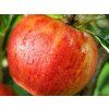 Jabloň 'Elstar'  Malus domestica 'Elstar'