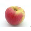 Jabloň 'Freedom'  Malus domestica 'Freedom'