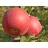 Jabloň 'Fuji'  Malus domestica 'Fuji'
