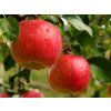 Jabloň 'Gala Must'  Malus domestica 'Gala Must'
