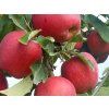 Jabloň 'Gala Zuzi'  Malus domestica 'Gala Zuzi'