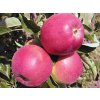 Jabloň 'Gascoyneho Šarlatové'  Malus domestica 'Gascoyneho Šarlatové'