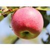 Jabloň 'Gascoyneho Šarlatové'  Malus domestica 'Gascoyneho Šarlatové'