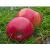 Jabloň 'Gdaňský Hranáč'  Malus domestica 'Gdaňský Hranáč'