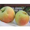 Jabloň 'Golden Delicious'  Malus domestica 'Golden Delicious'