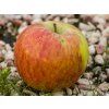 Jabloň 'Grávštýnské'  Malus domestica 'Grávštýnské'