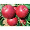 Jabloň 'Hana'  Malus domestica'Hana'