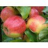 Jabloň 'Jonagold'  Malus domestica 'Jonagold'