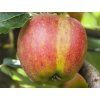 Jabloň 'Karneval'  Malus domestica'Karneval'