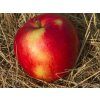 Jabloň 'Katia'  Malus domestica 'Katia'
