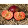 Jabloň sloupovitá 'Maypole'  Malus domestica 'Maypole'